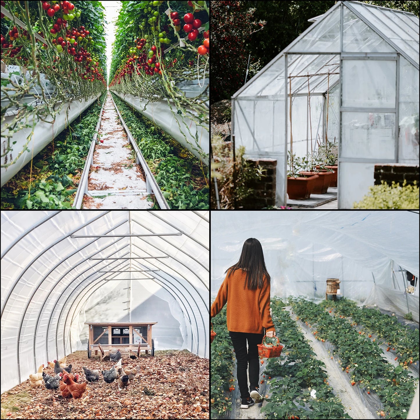 Agricultural Greenhouse Film Clear Plastic Farm Crops Vegetable Cover UV Resistant Polyethylene Covering Plants Flowers