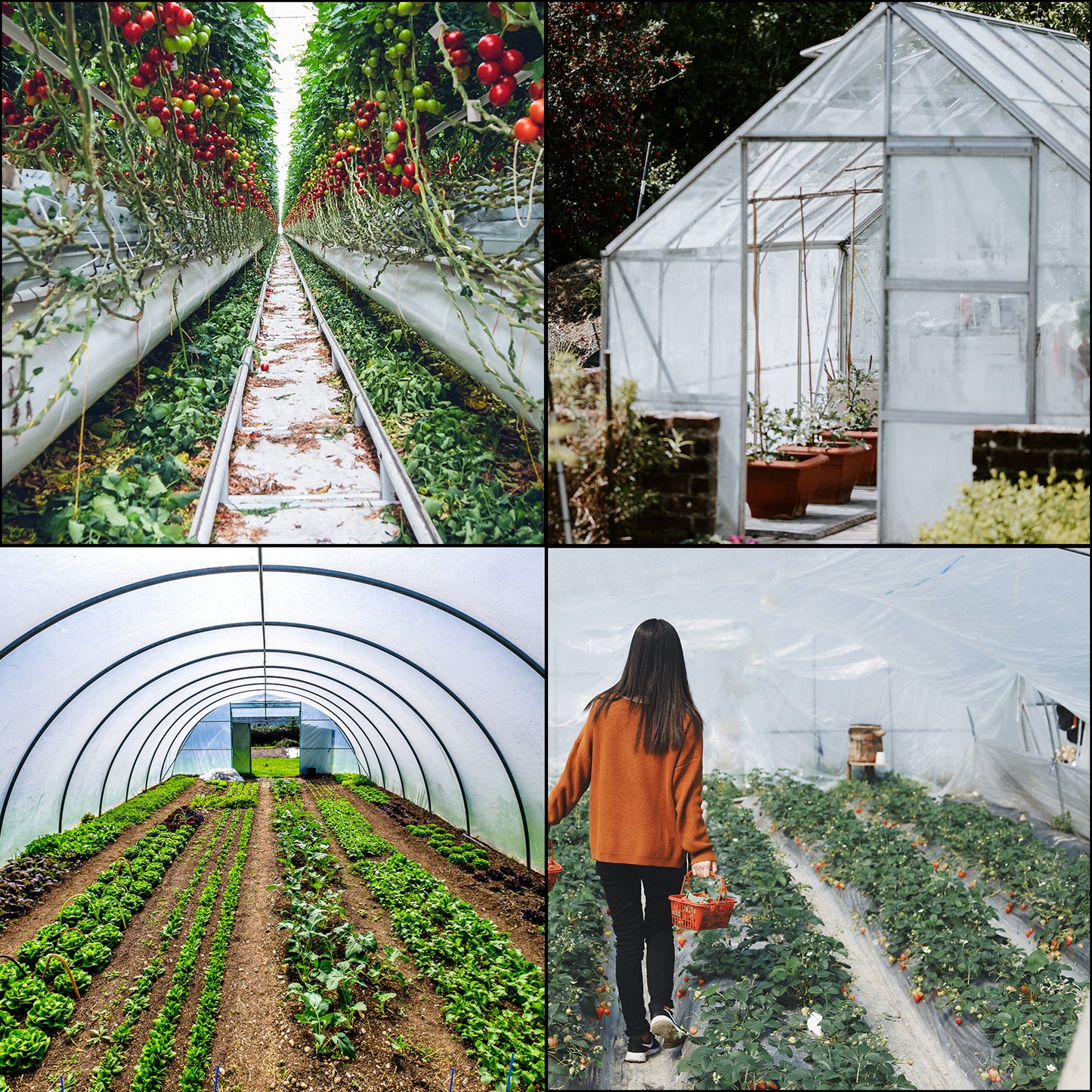 Agricultural Greenhouse Film Clear Plastic Farm Crops Vegetable Cover UV Resistant Polyethylene Covering Plants Flowers