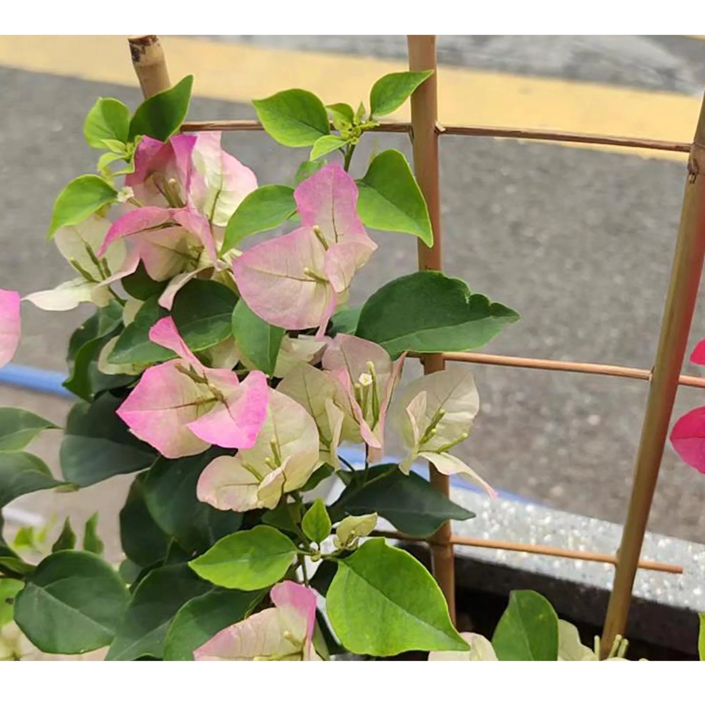 10 Pack Bamboo Trellis For Climbing Plants, 16 Inch Natural Garden Fan-shaped Plant Support Bracket, Suitable For Potted Plant